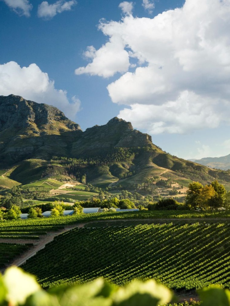 Viñedos de Sudáfrica