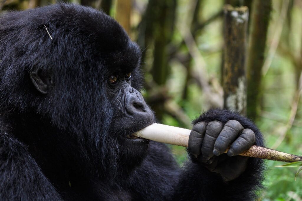 Gorila de montaña en Ruanda - Wilderness Bisate Lodge