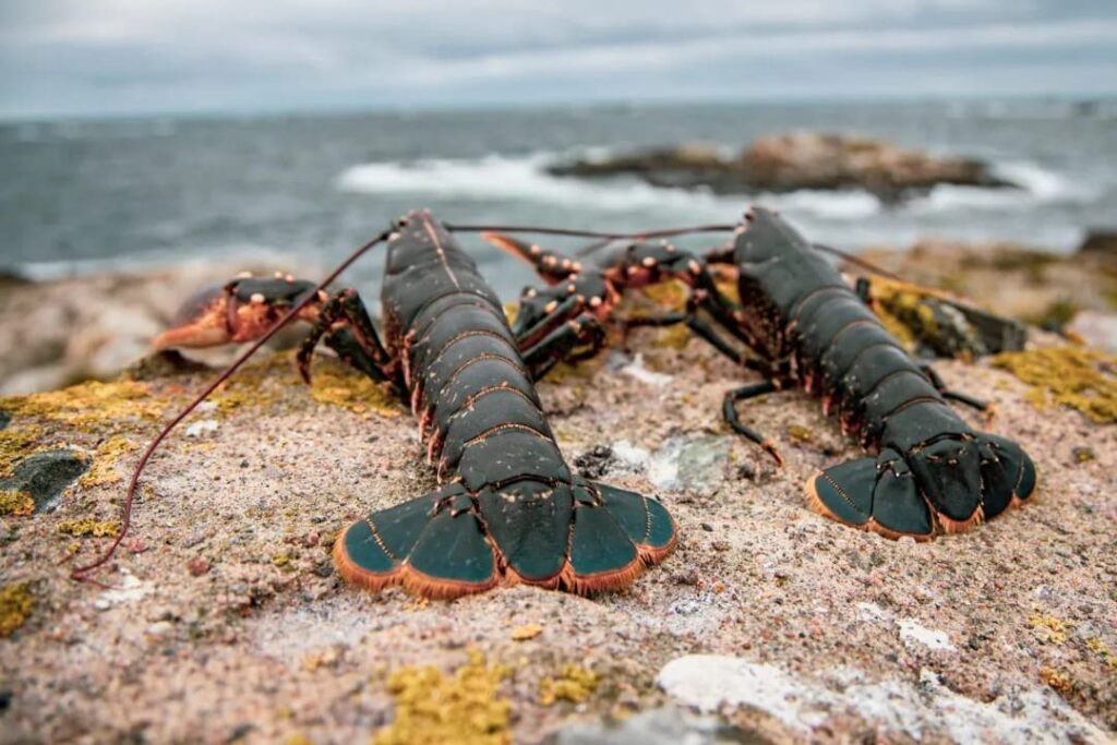 Pesca de langostas Suecia Pater Noster - ©Erik Nissen Johansen
