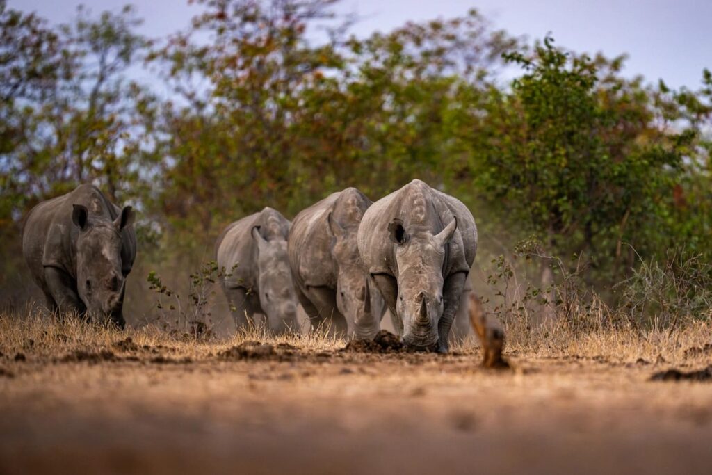 Safari Zimbabwe rinocerontes Singita Pamushana