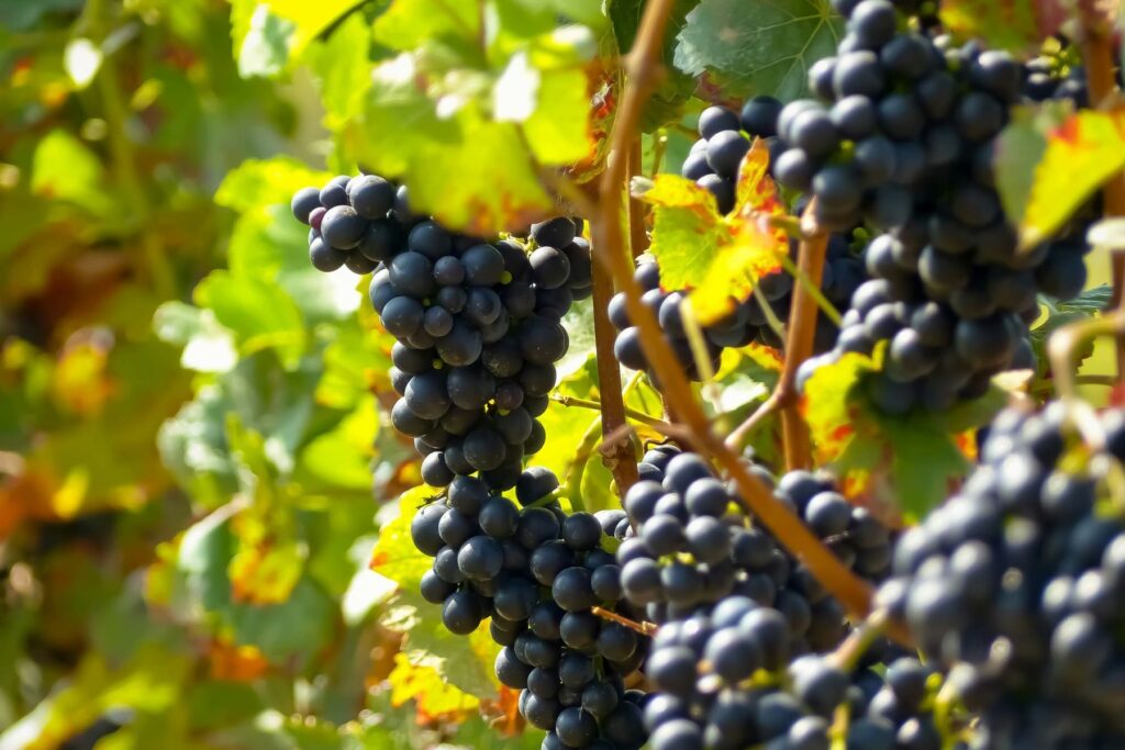 Bodegas Aragonesas Shapes by NUBA