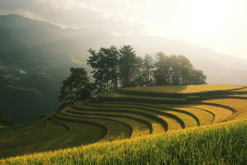 Campos de arroz Vietnam invierno
