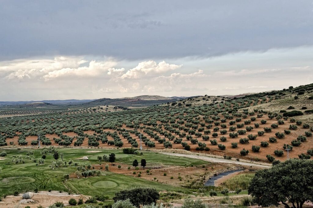 Campos de olivos Castilla La Mancha La Caminera Club