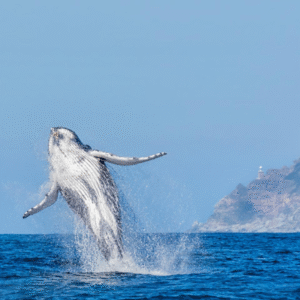 Avistamiento de ballenas en Mozambique