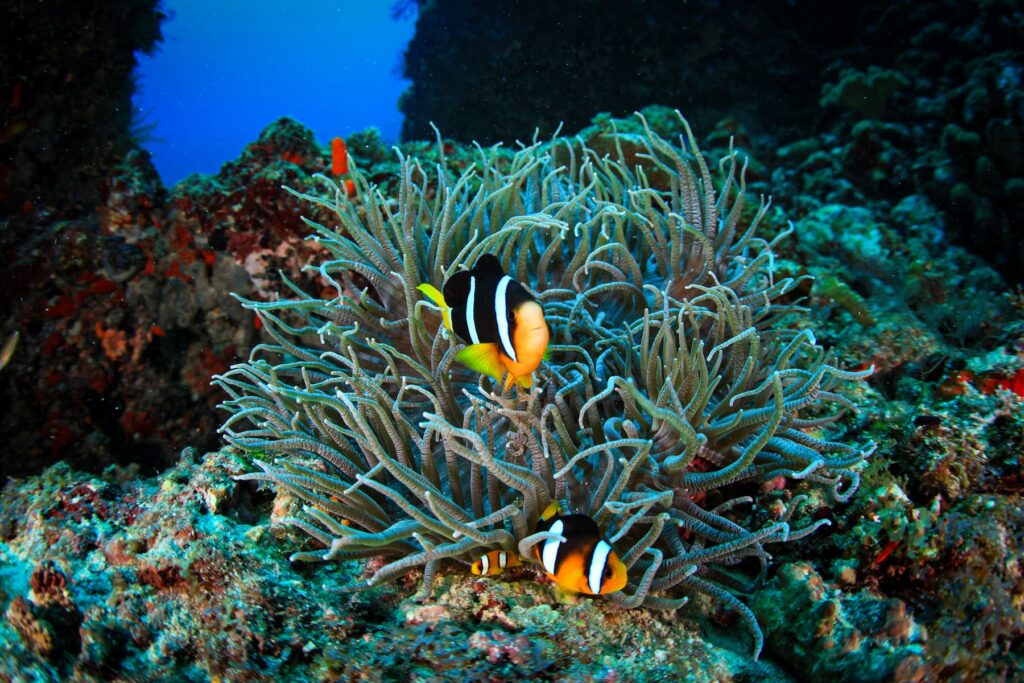 Buceo en Maldivas peces de colores