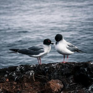 Alchemist: Dining that Transcends Gastronomy (Copenhagen, Denmark) (copia) (copia) (copia) (copia) (copia) (copia) (copia) (copia) (copia) (copia) (copia) (copia) (copia) (copia) (copia) (copia) (copia) (copia) (copia) (copia) (copia) (copia)