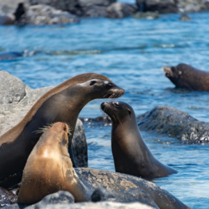 Alchemist: Dining that Transcends Gastronomy (Copenhagen, Denmark) (copia) (copia)