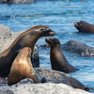 Alchemist: Dining that Transcends Gastronomy (Copenhagen, Denmark) (copia) (copia)