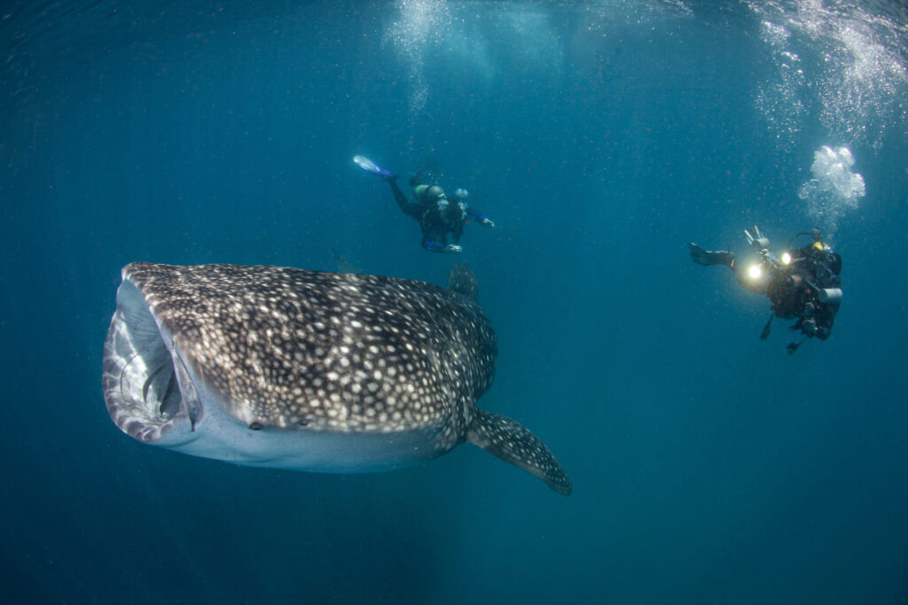 Nadar con tiburón ballena en Maldivas