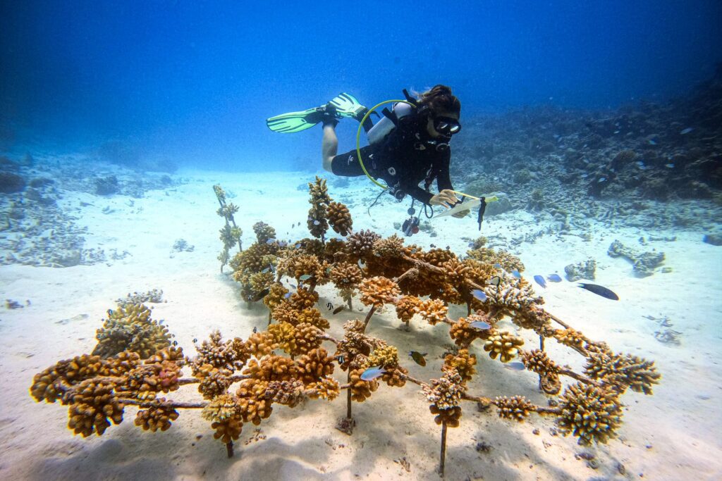 Reforestación de corales en Maldivas