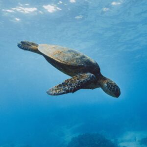 Alchemist: Dining that Transcends Gastronomy (Copenhagen, Denmark) (copia) (copia) (copia) (copia) (copia) (copia) (copia) (copia) (copia) (copia) (copia) (copia) (copia) (copia) (copia) (copia) (copia) (copia) (copia) (copia) (copia)