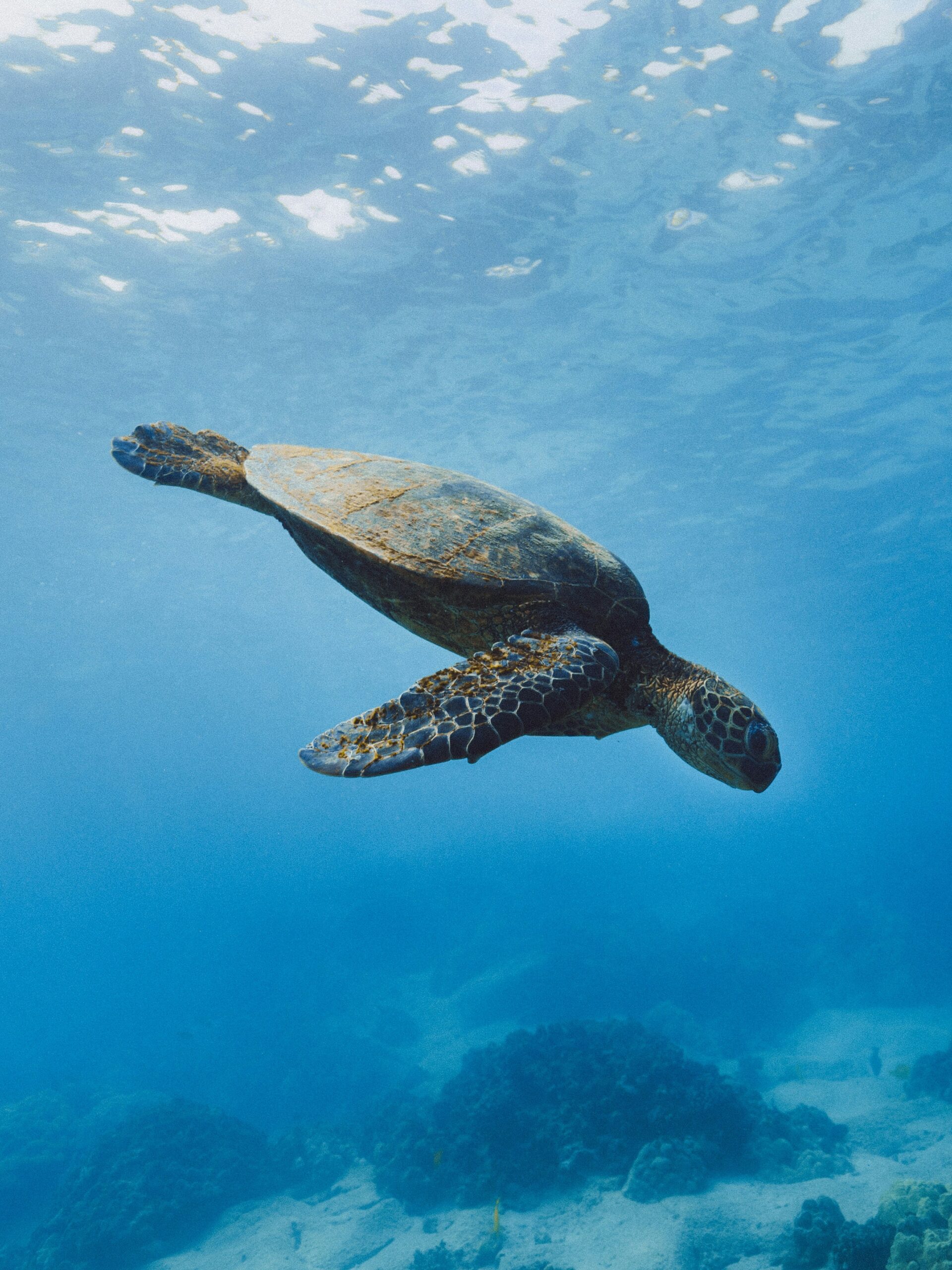 Alchemist: Dining that Transcends Gastronomy (Copenhagen, Denmark) (copia) (copia) (copia) (copia) (copia) (copia) (copia) (copia) (copia) (copia) (copia) (copia) (copia) (copia) (copia) (copia) (copia) (copia) (copia) (copia) (copia)