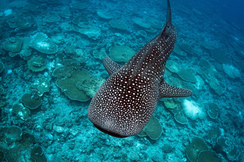 Tiburón ballena Conrad Maldives