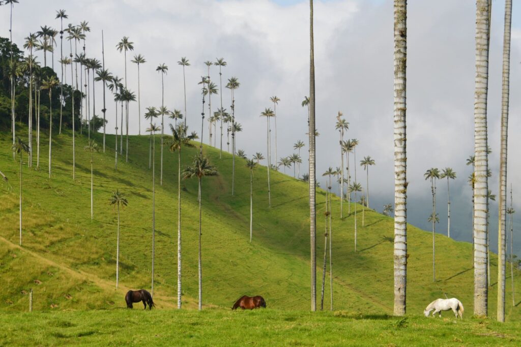 Caballos en Eje Cafetero Colombia