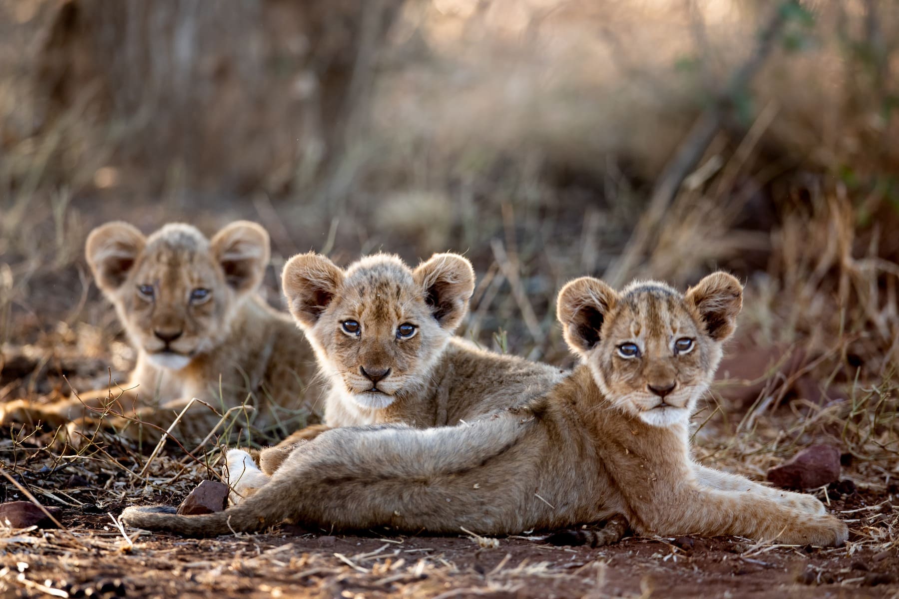 Viajar en familia a Sudáfrica