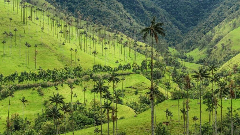 Viajar a Colombia Paisaje cafetero