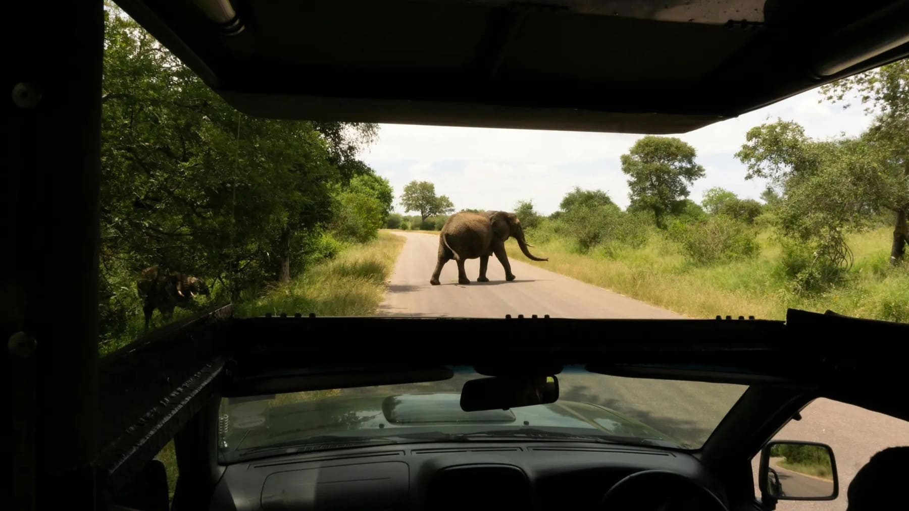 Safari privado en Parque Nacional Ruaha