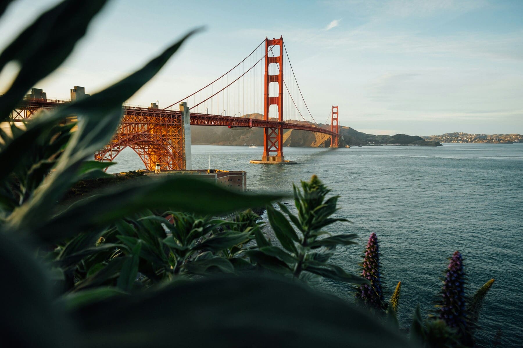 Vista puente San Francisco vegetación