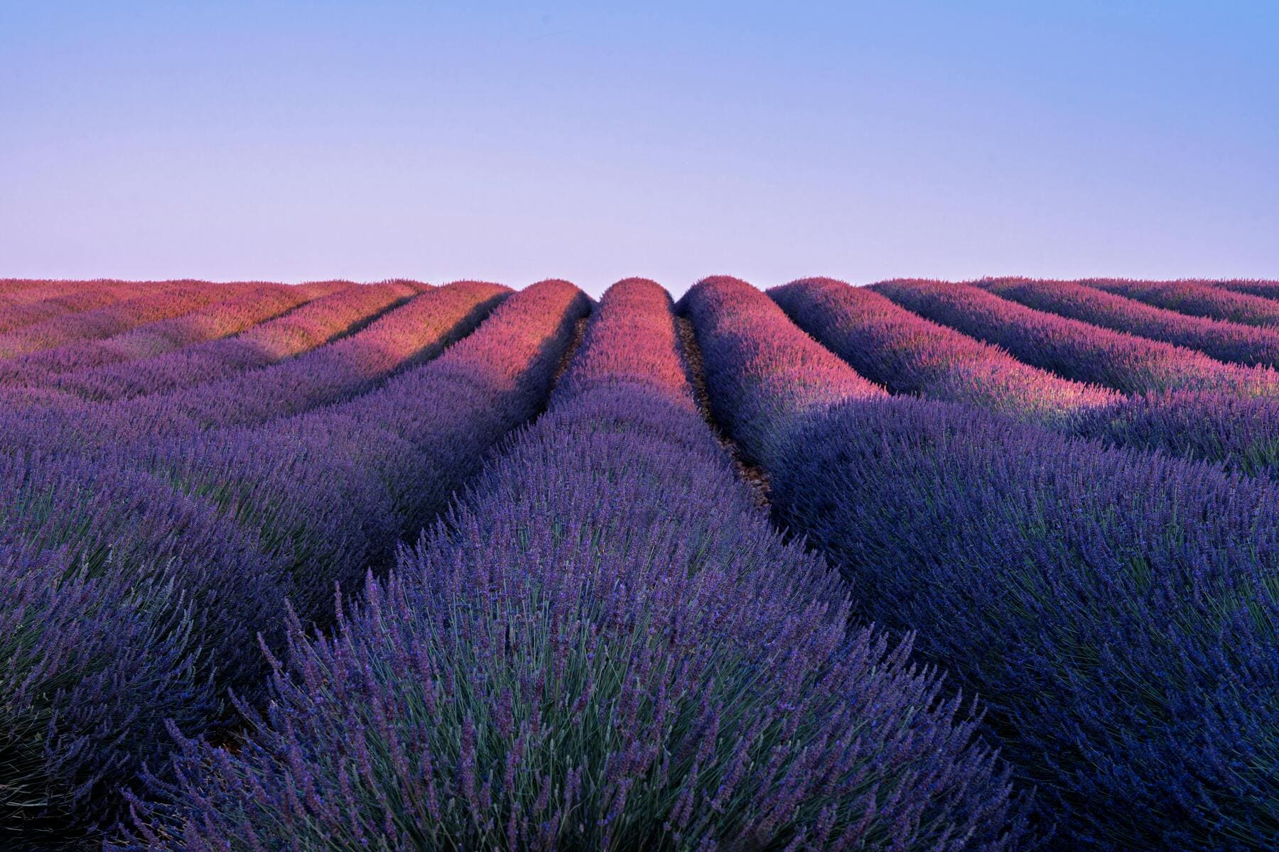 Campos de lavanda Provenza