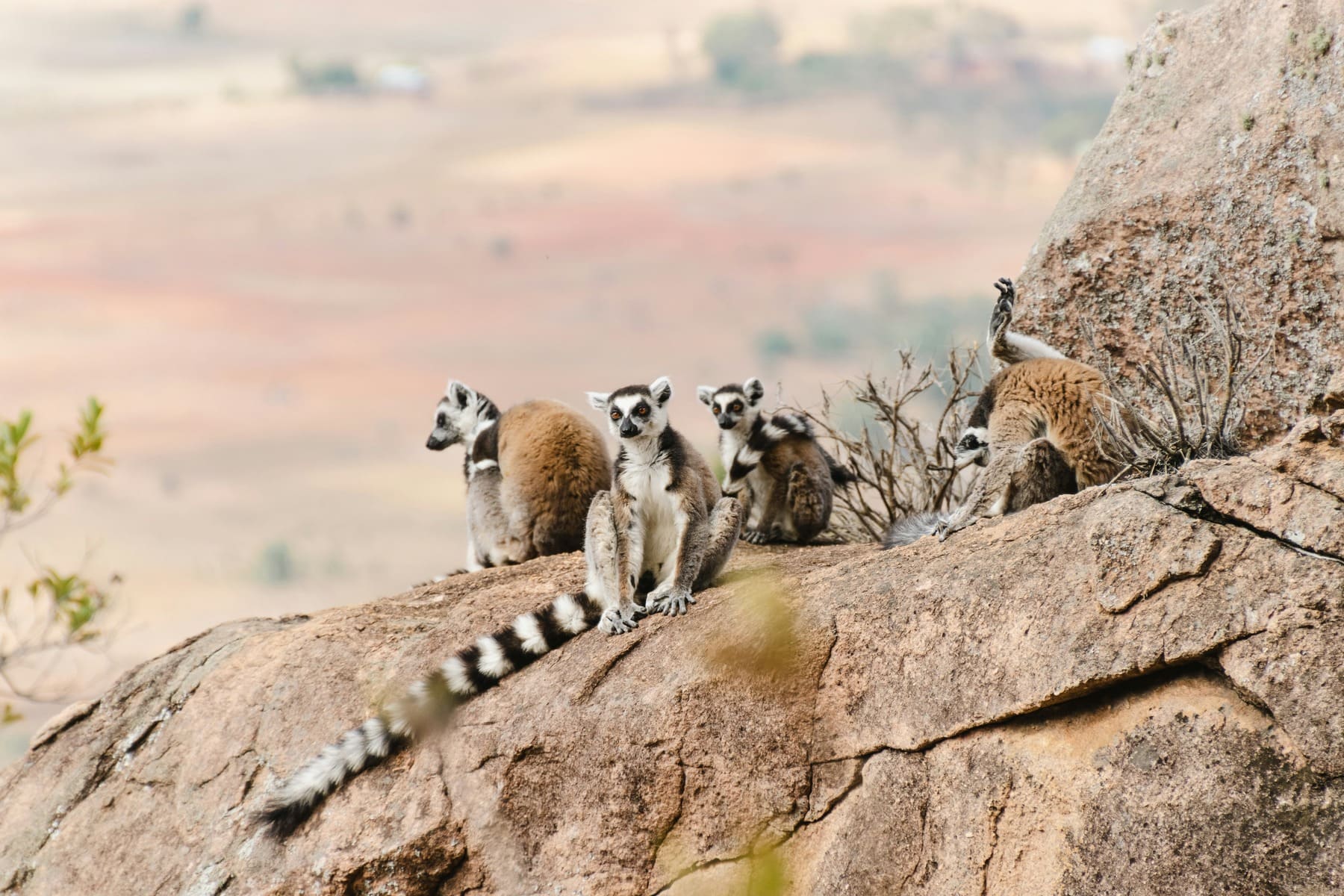 Lémures en Madagascar