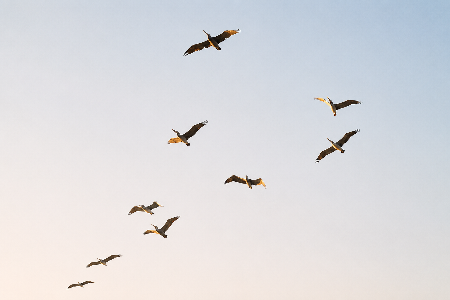 A flock of birds flying in a loose V formation across a gradient blue sky at sunrise.