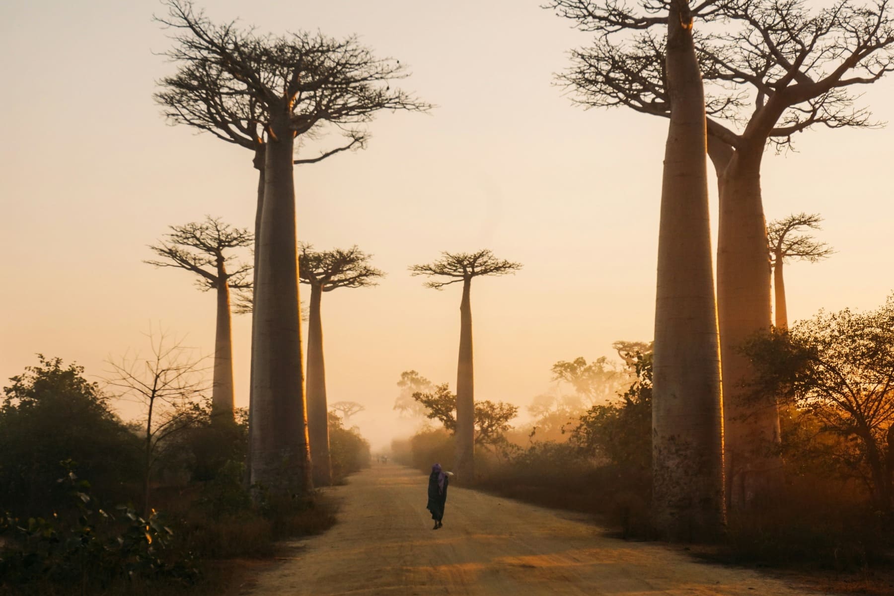 Paisaje árboles Madagascar