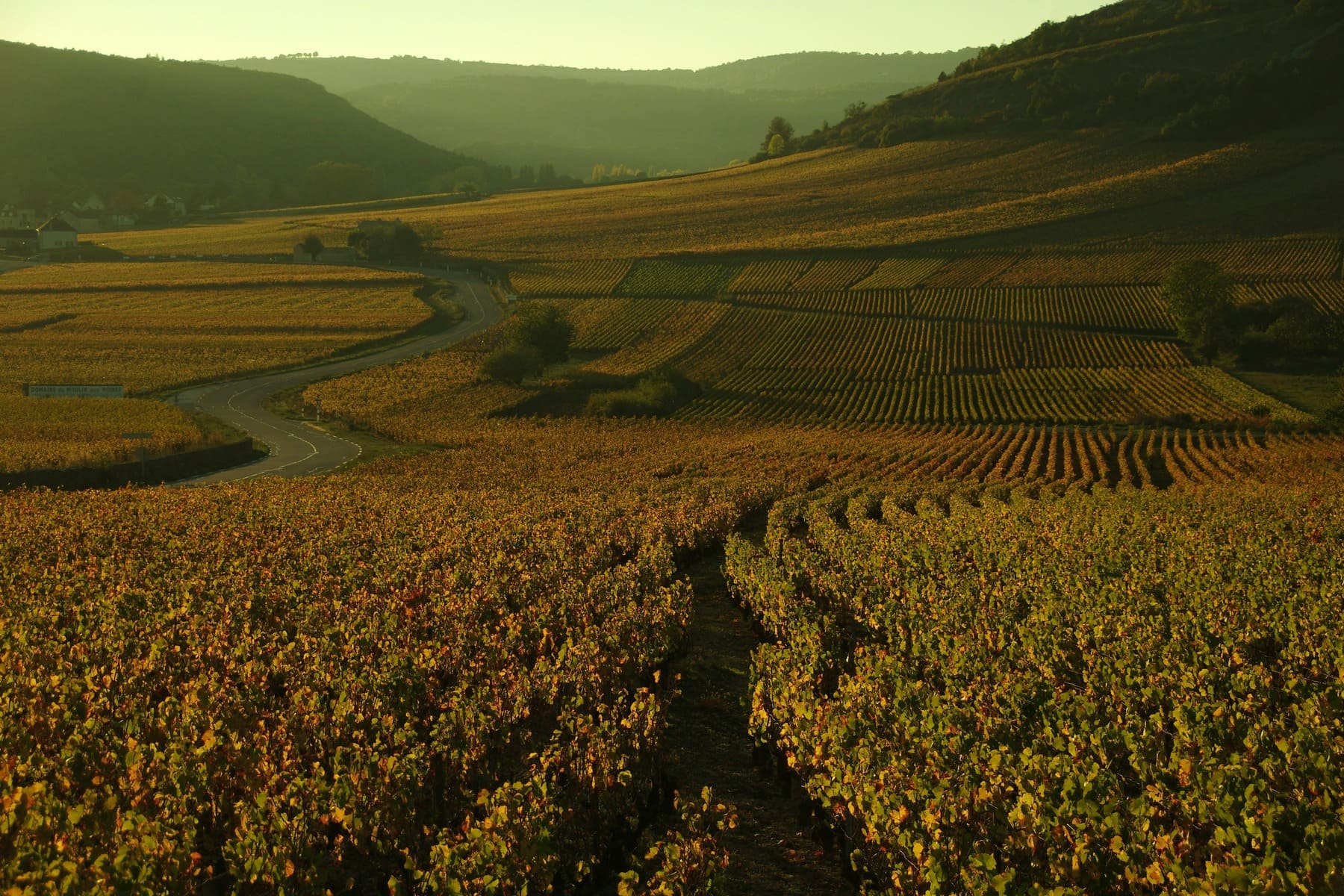 Viñedos en Francia