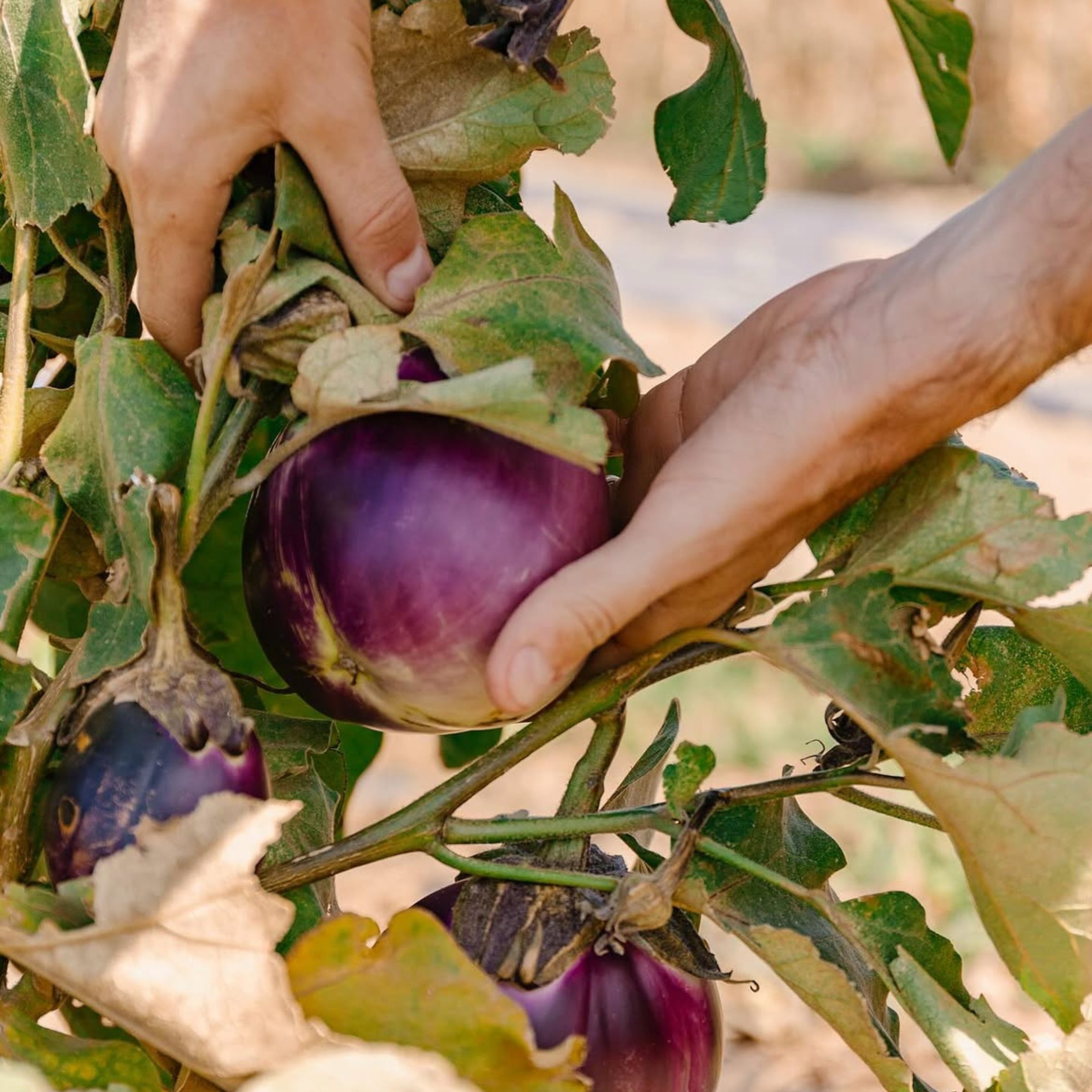 Close-up of hands harvesting a purple eggplant from a leafy plant.