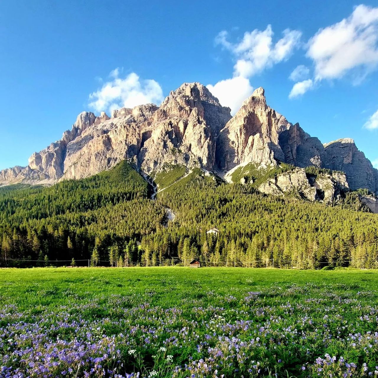 Jagged rocky mountains rise behind a dense pine forest and a meadow speckled with purple wildflowers under a bright blue sky.