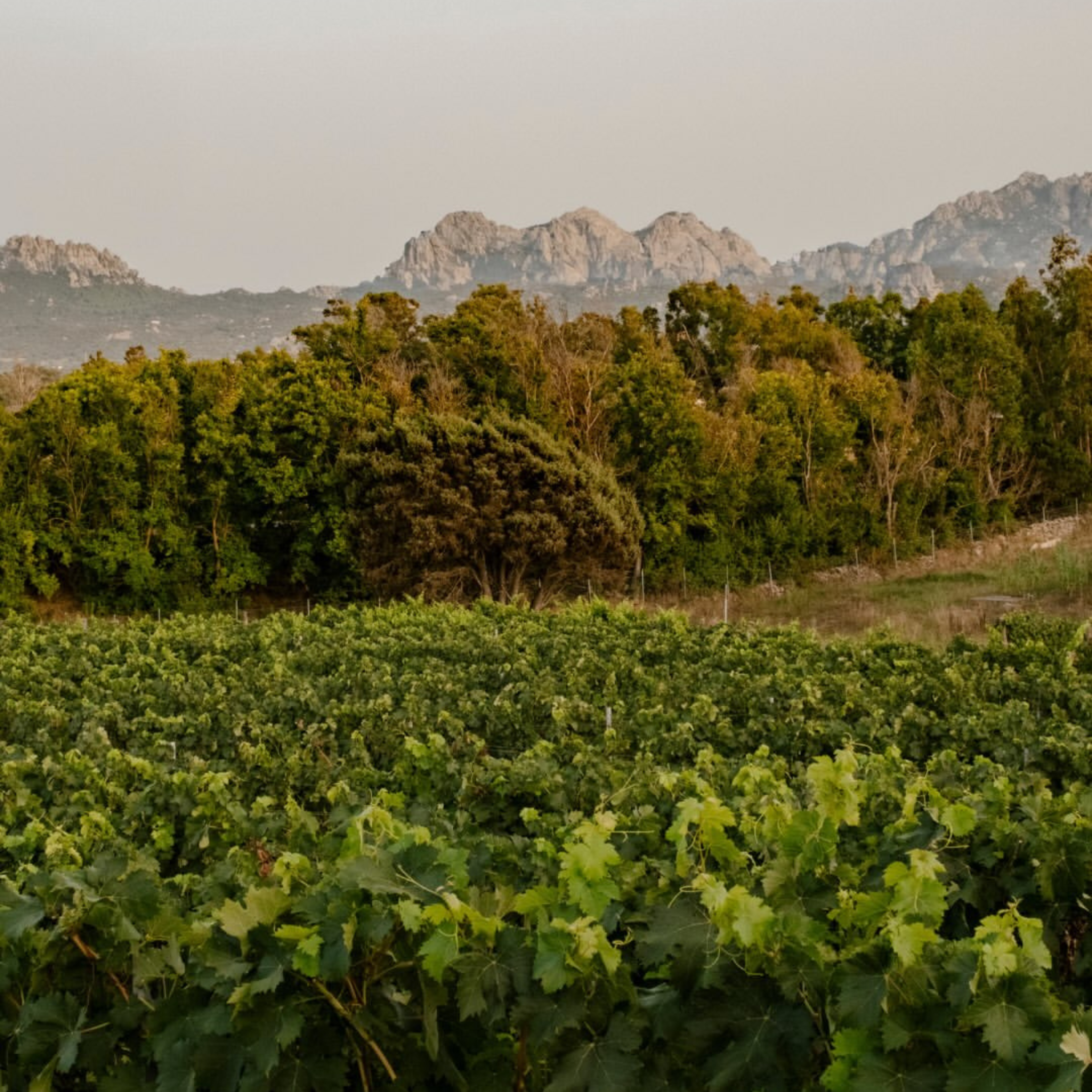Vineyard with dense green grapevines in the foreground and a rocky mountain range in the distance under a pale sky.