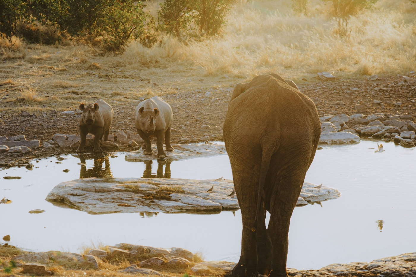 An adult elephant stands at a shallow watering hole, with two young rhinos approaching from the left on a rocky, sunlit bank.