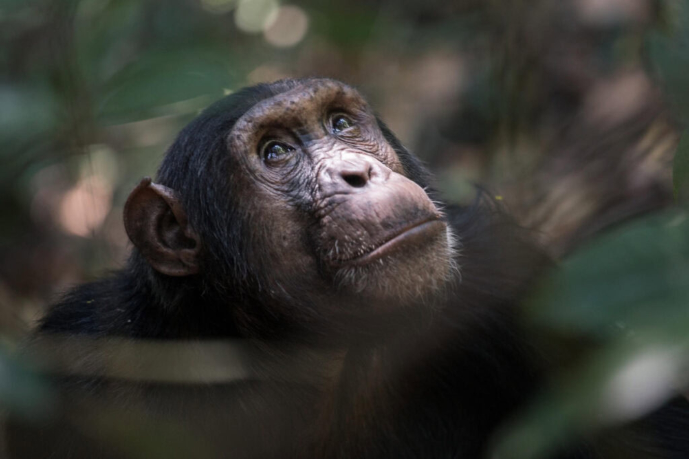 Close-up of a chimpanzee gazing upward in a forest setting, with a thoughtful expression.