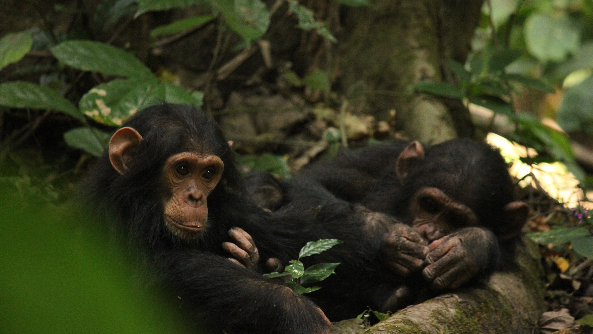 Crías de orangután en su hábitat natural en Tanzania.