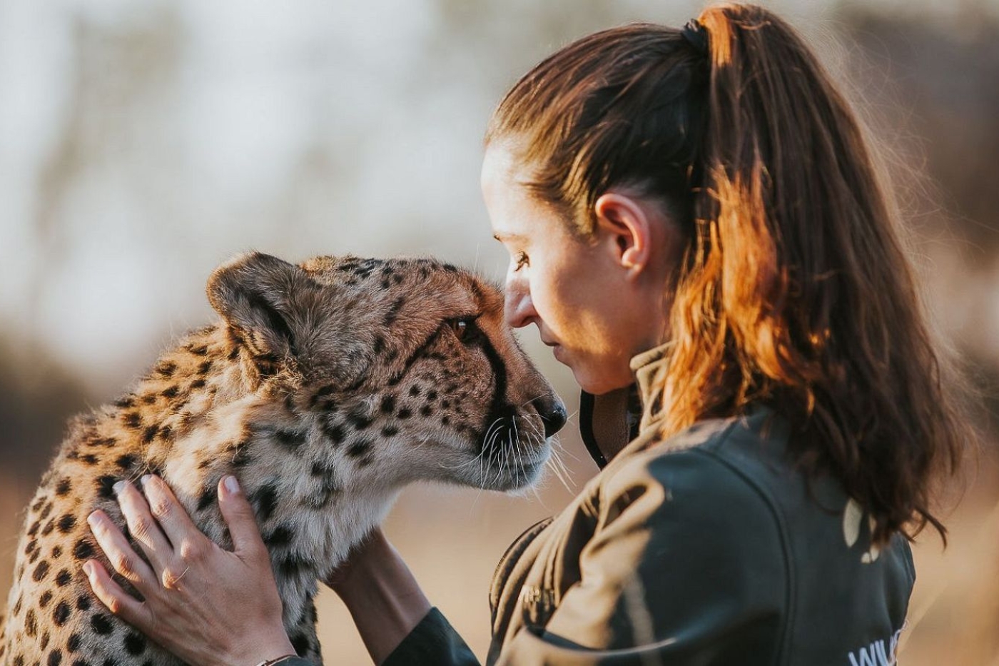 A woman in a uniform gently holds and touches noses with a cheetah, their foreheads close in an intimate moment outdoors.