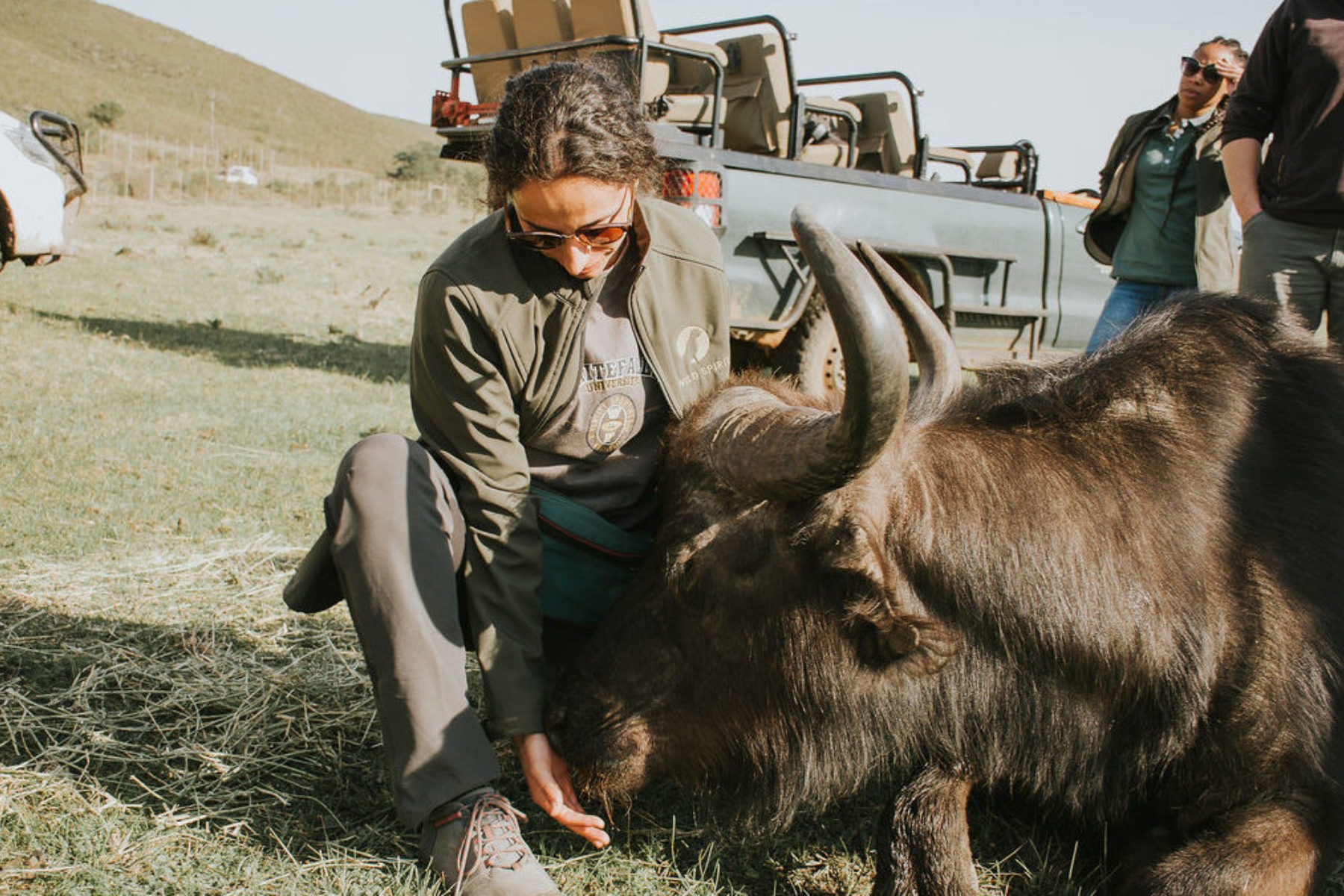 Person crouching beside a large buffalo in a grassy field, with a safari truck and bystanders in the background.