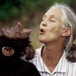Older woman with gray hair shares a close, affectionate moment with a chimpanzee outdoors in a grassy field.