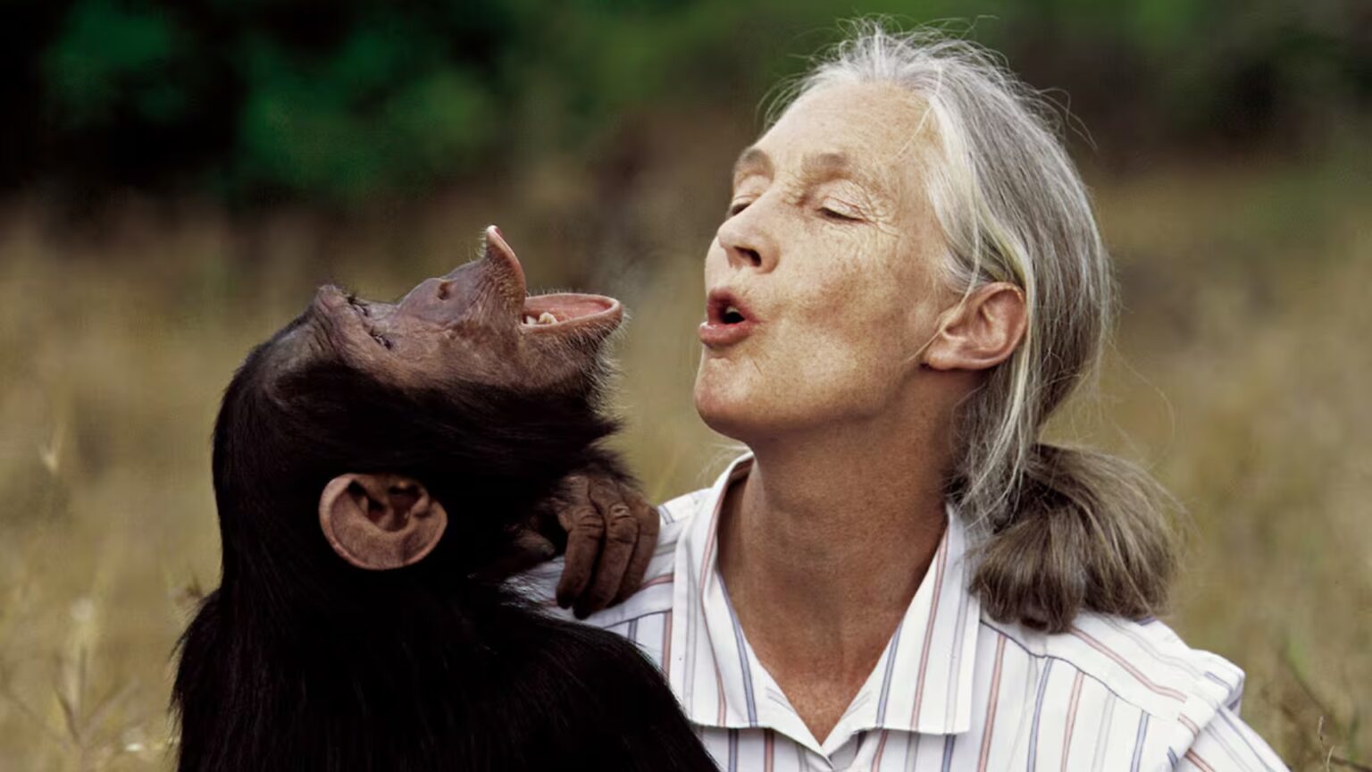 Older woman with gray hair shares a close, affectionate moment with a chimpanzee outdoors in a grassy field.