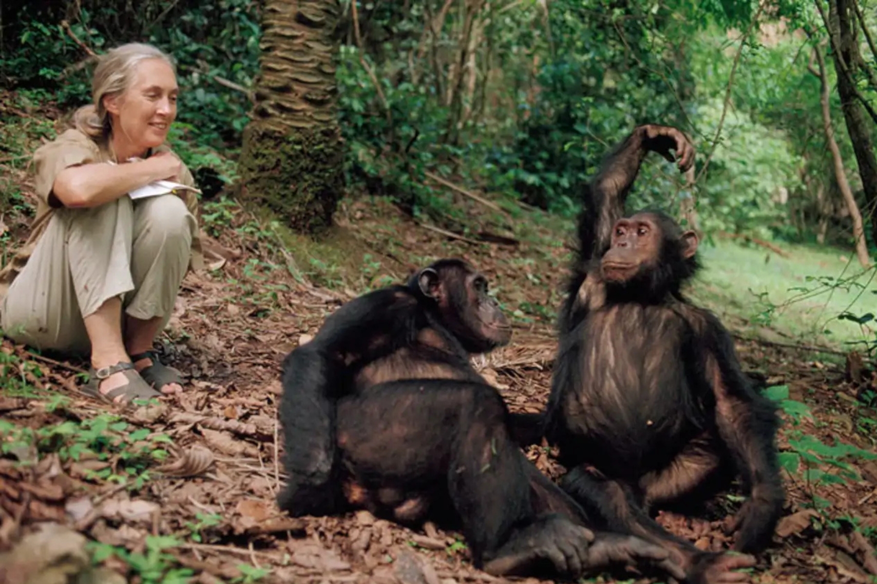 Woman sits on forest floor with two chimpanzees, one raising an arm in the air and looking toward her.