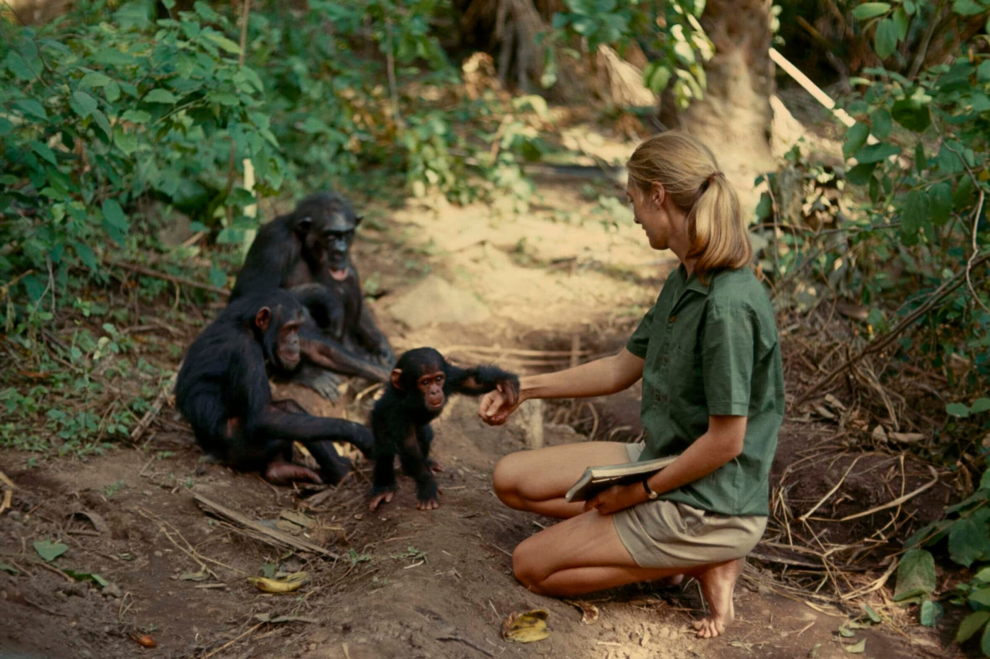 A woman kneels in a forest clearing, offering her hand to a young chimpanzee while several other chimps watch nearby.