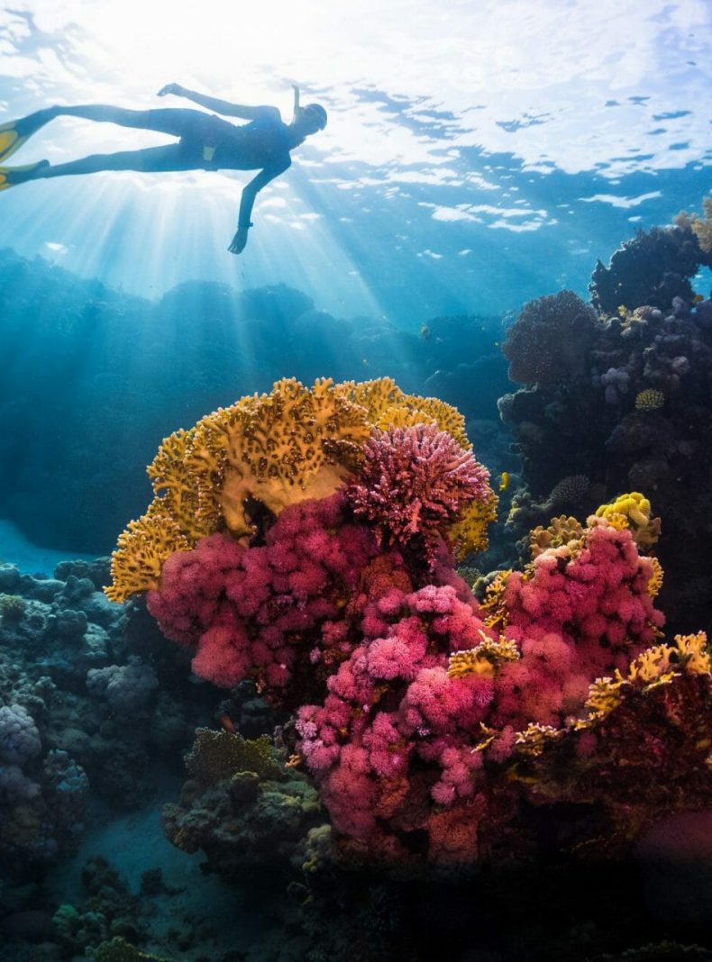 Free diver swimming underwater over vivid coral reef. Red Sea, Egypt