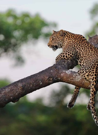 Leopardo en Sudafrica