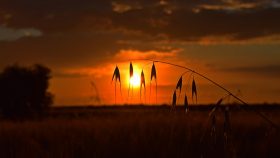 espiga-atardecer-castilla-la-mancha